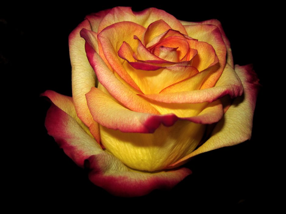 Роза Амбианс желтая с каймой