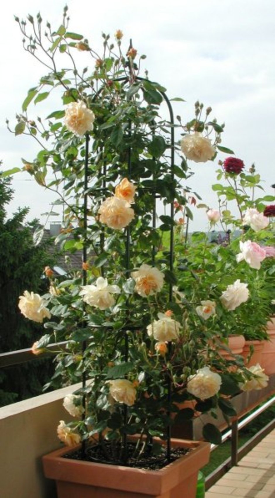 Buff Beauty роза