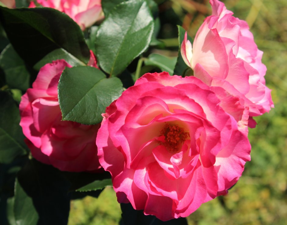 Роза канадская Парковая Луиза Багнет