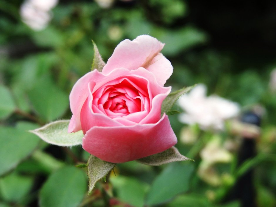 Роза чайно-гибридная Блаш