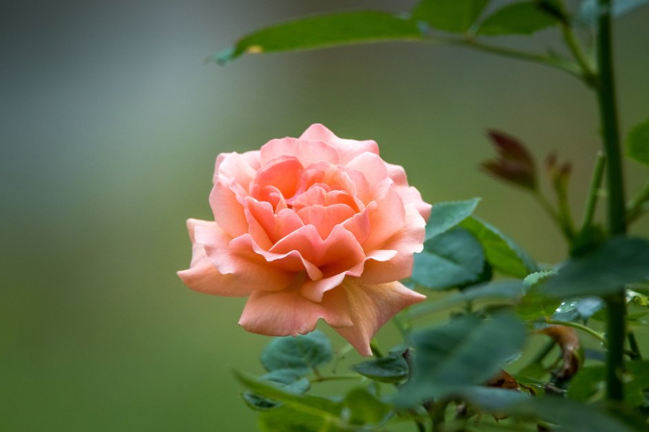Роза Равель персиковая