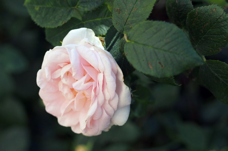 Роза Парковая 'Maiden's blush'