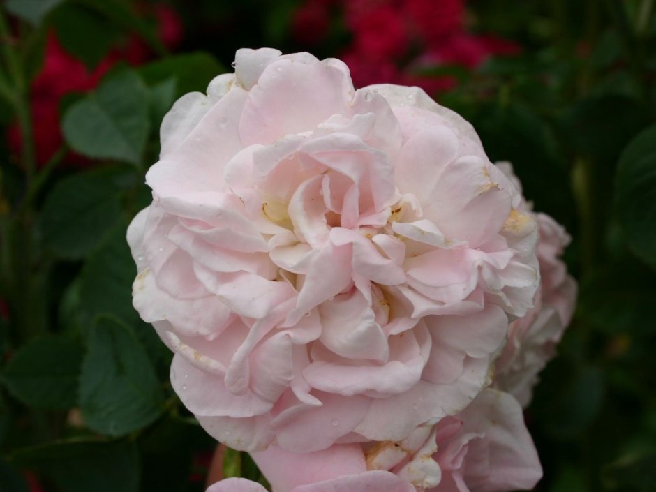 Сорт розы Maiden’s blush.