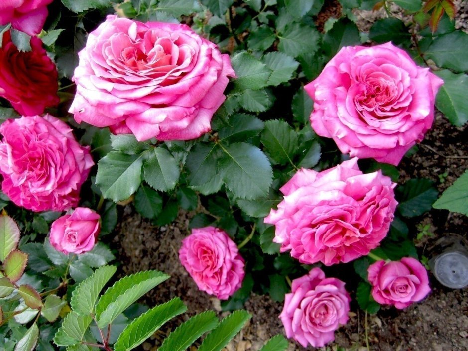 Джалита Jalitah роза