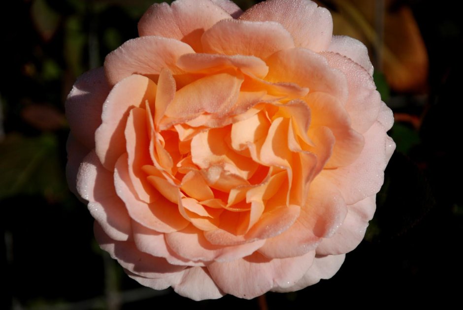 Elodie Gossuin роза