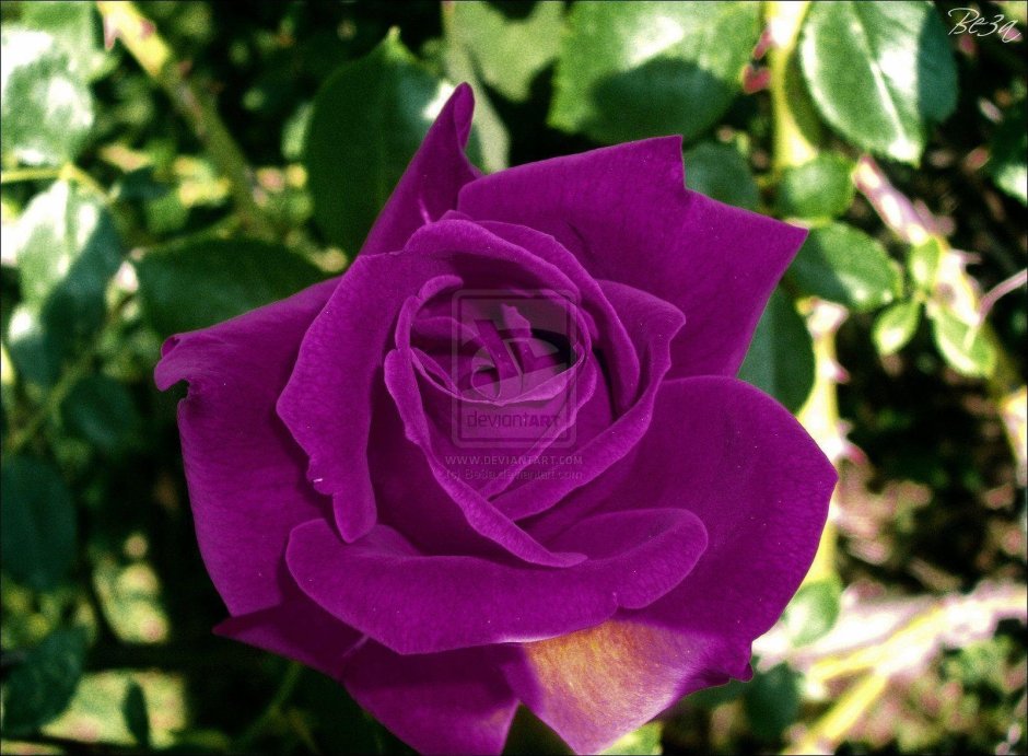 Роза чайно-гибридная пурпурно-голубая "голубой Нил"