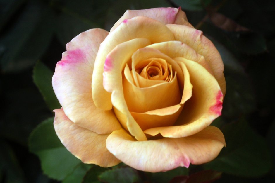 Rhoslyn роза