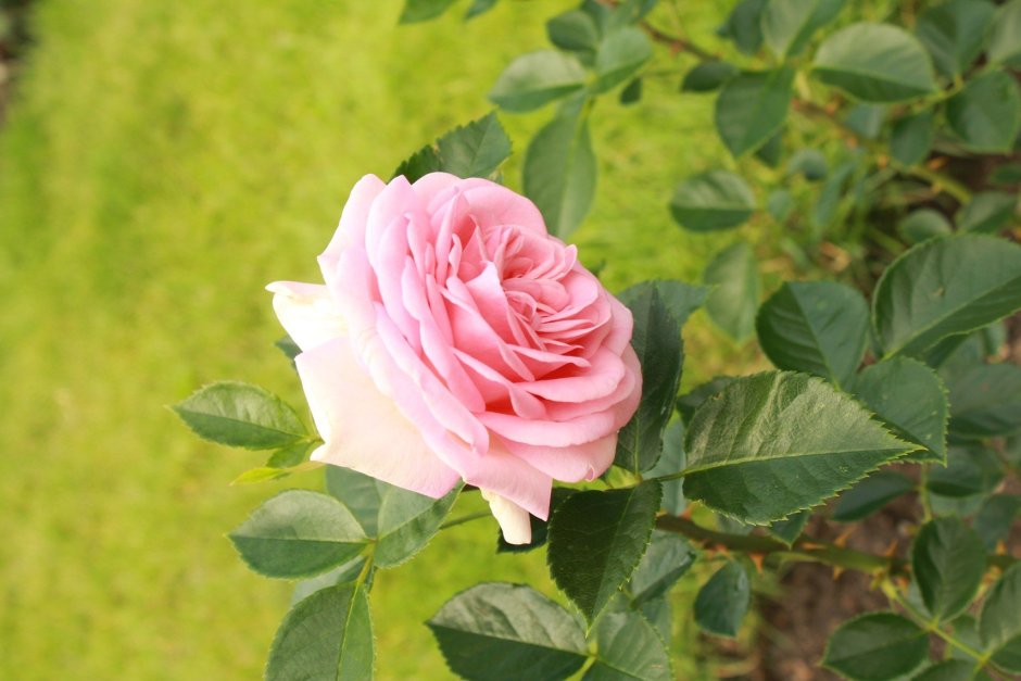 Донателла Donatella чайно-гибридная роза