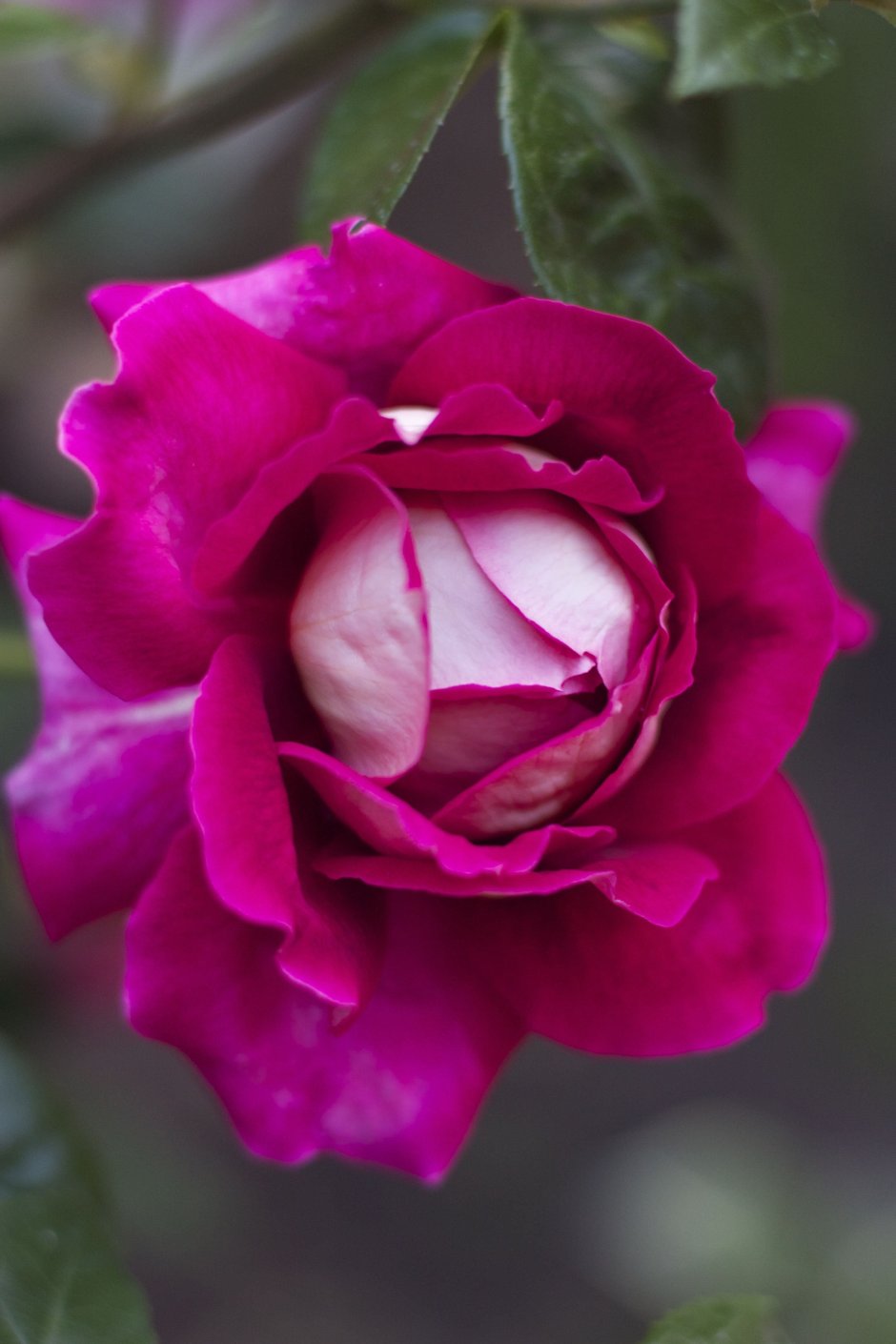 Чайно гибридные розы цвета фуксии