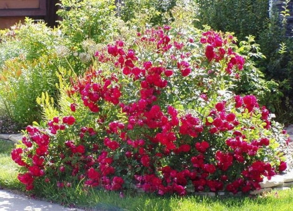 Роза канадская Парковая Аделаида Худлесс