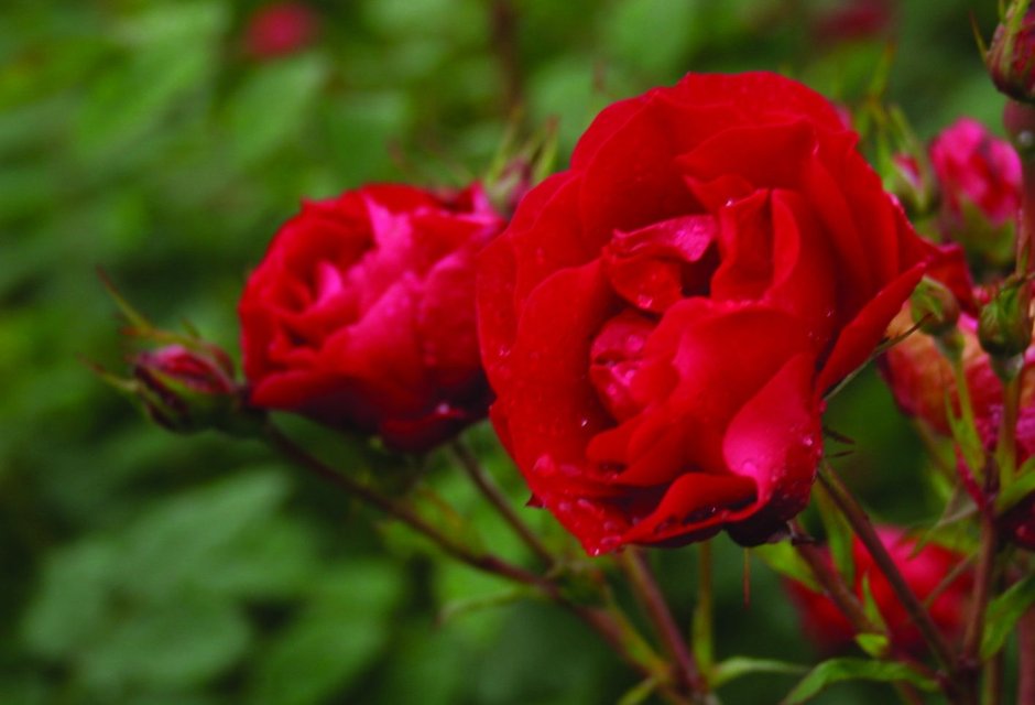 Канадская роза Adelaide Hoodless