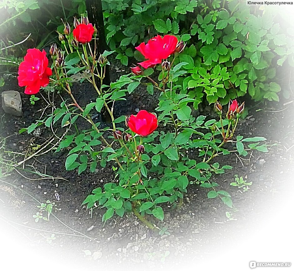 Роза канадская Парковая Аделаида Худлес