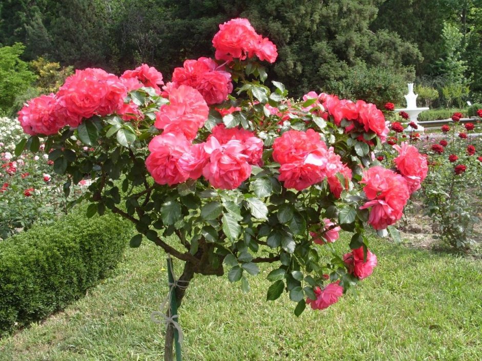 Штамбовая роза Розариум