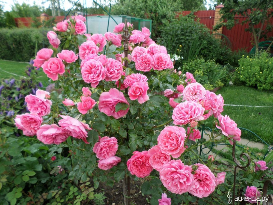 Rosarium Uetersen роза на штамбе
