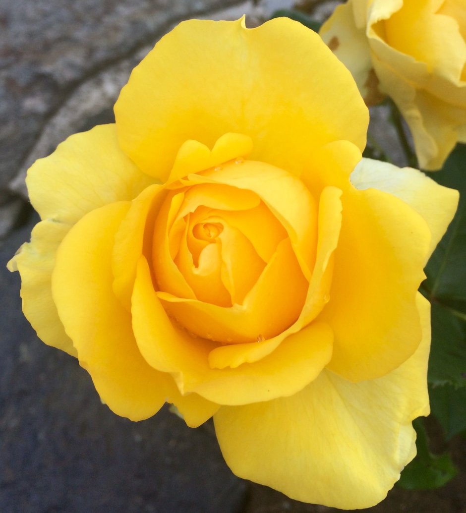 Илиос роза желтая