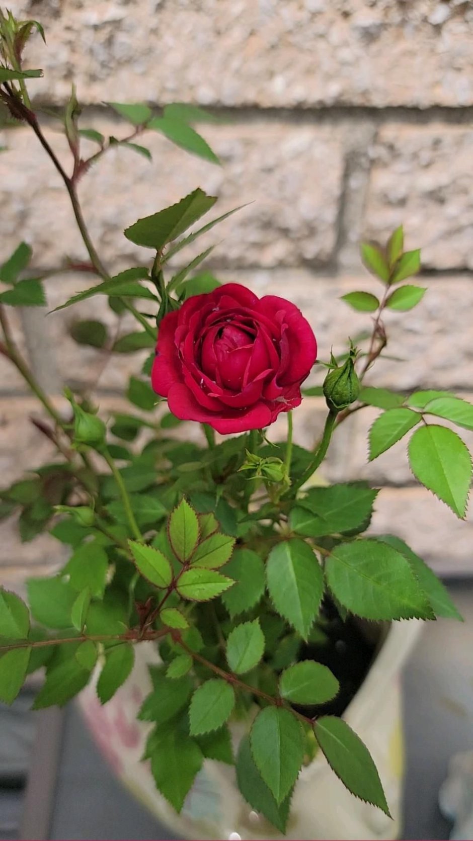 Роза дансе де Сильфес