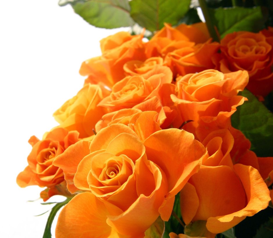 Желто оранжевые розы полумахровые