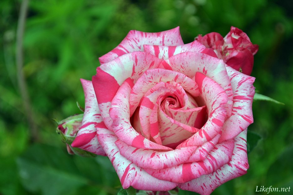 Роза чайно-гибридная Филателия