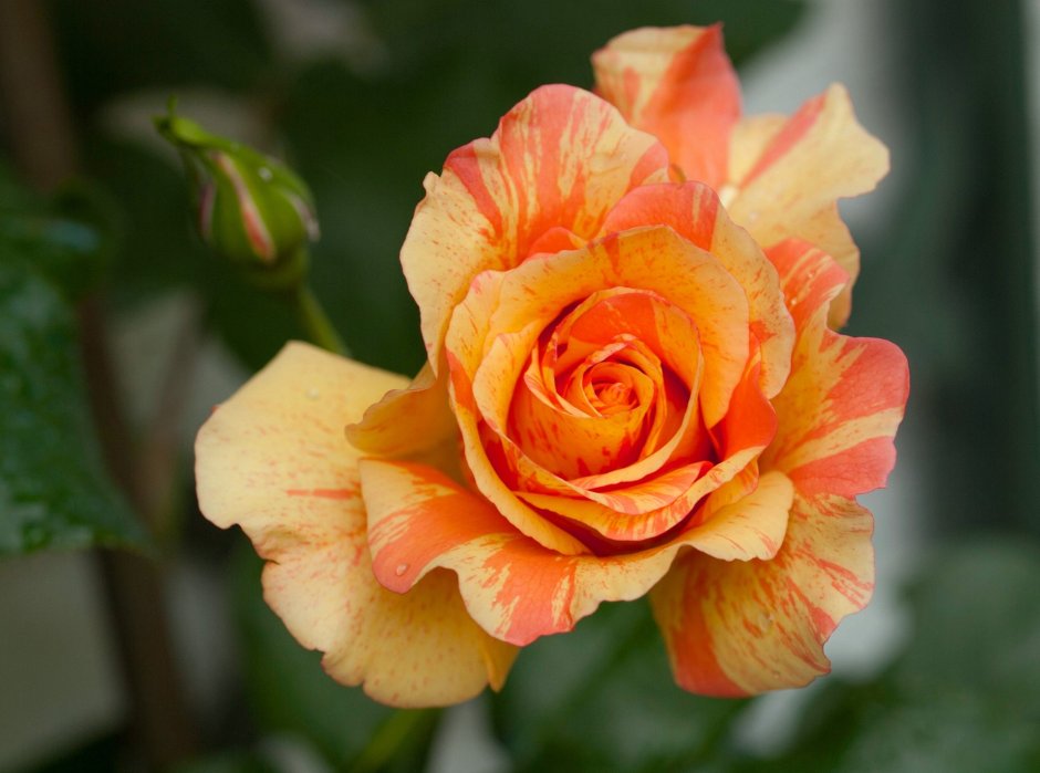 Роза чайно-гибридная оранж интуишн