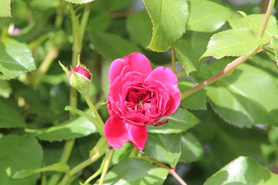 Роза флорибунда Tamango