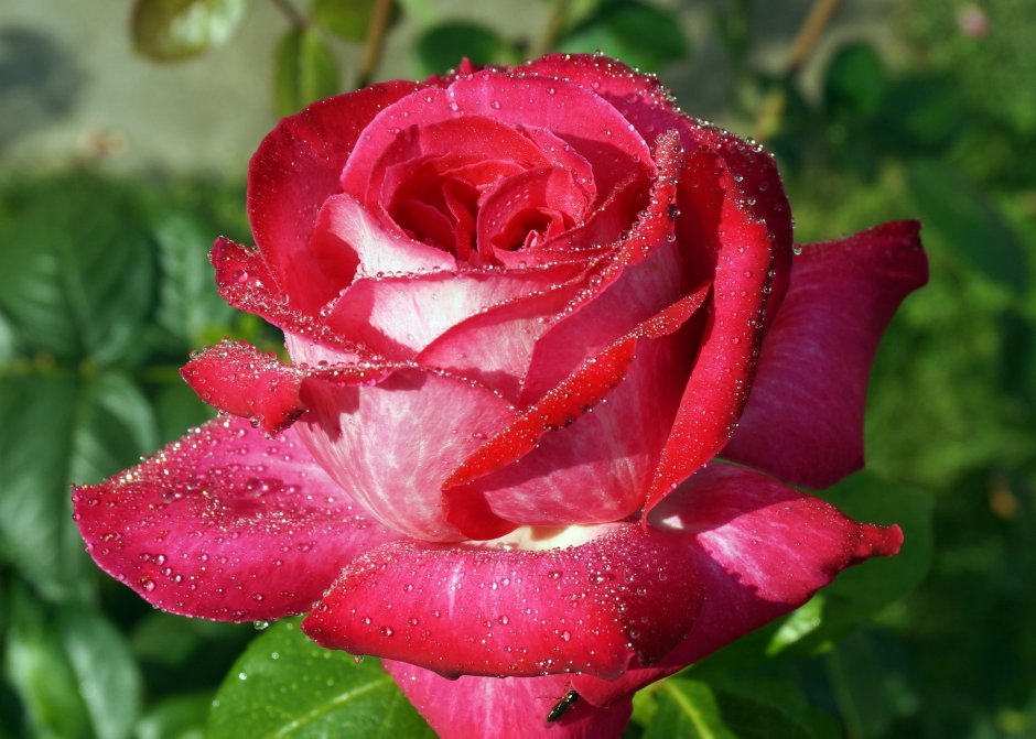 Роза чайно-гибридная бриллиант