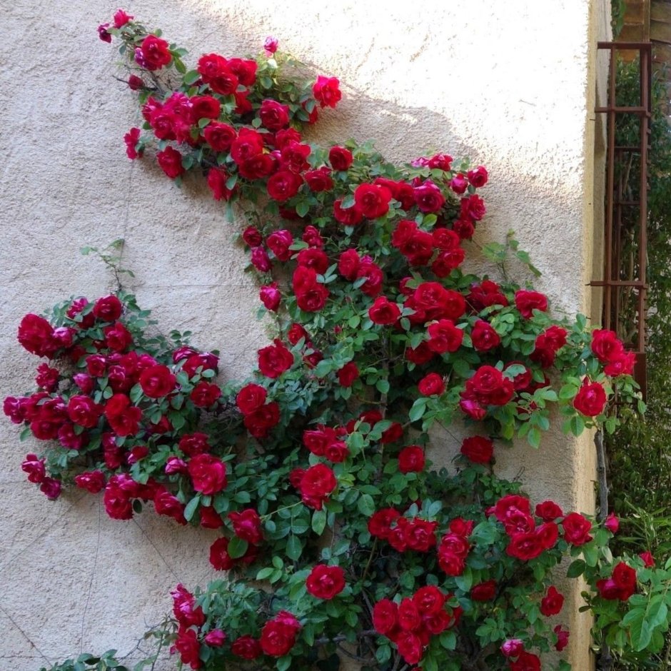 Плетистые розы Розанна