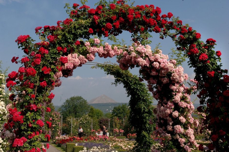 Плетистые розы на арке