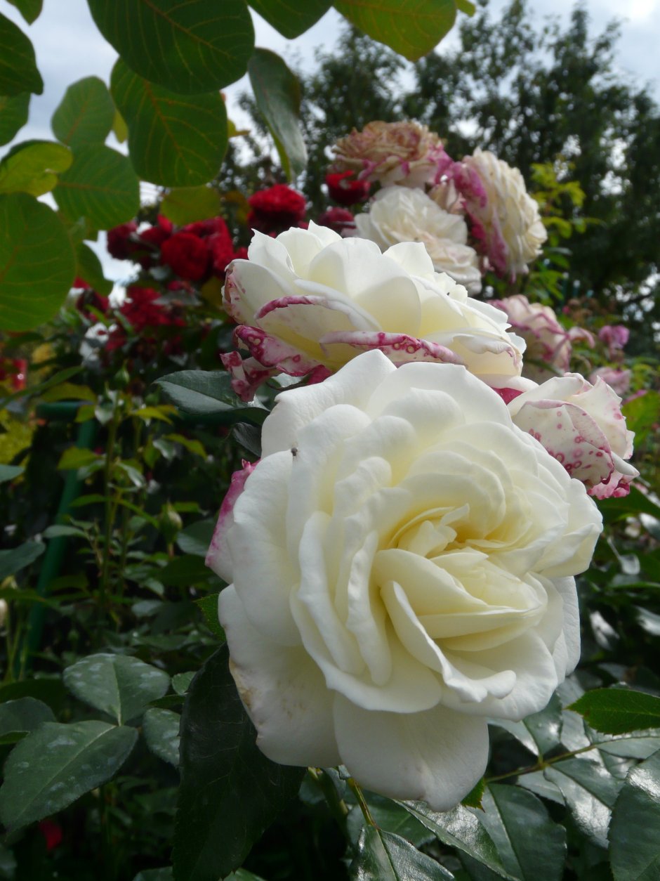 Алабастер Alabaster роза
