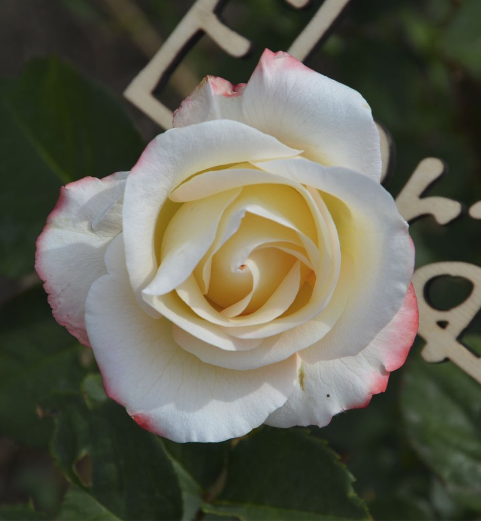 Роза роза Белла Перл