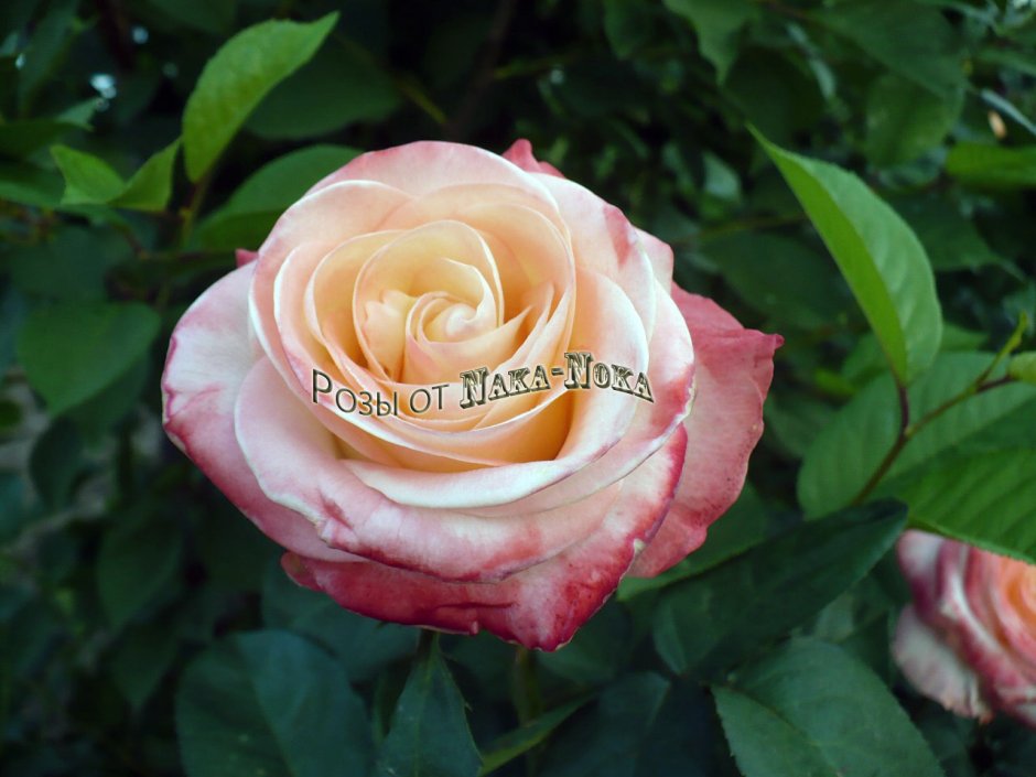 Роза Belle Perle (Белла Перл)(чайно-гибридная)