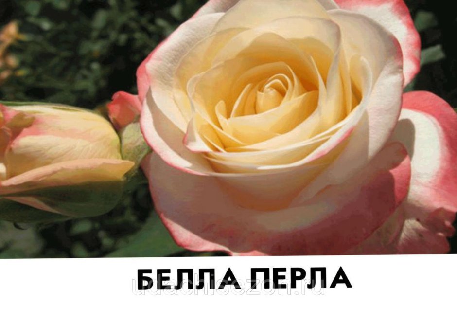 Роза чайно-гибридная Белла Перла