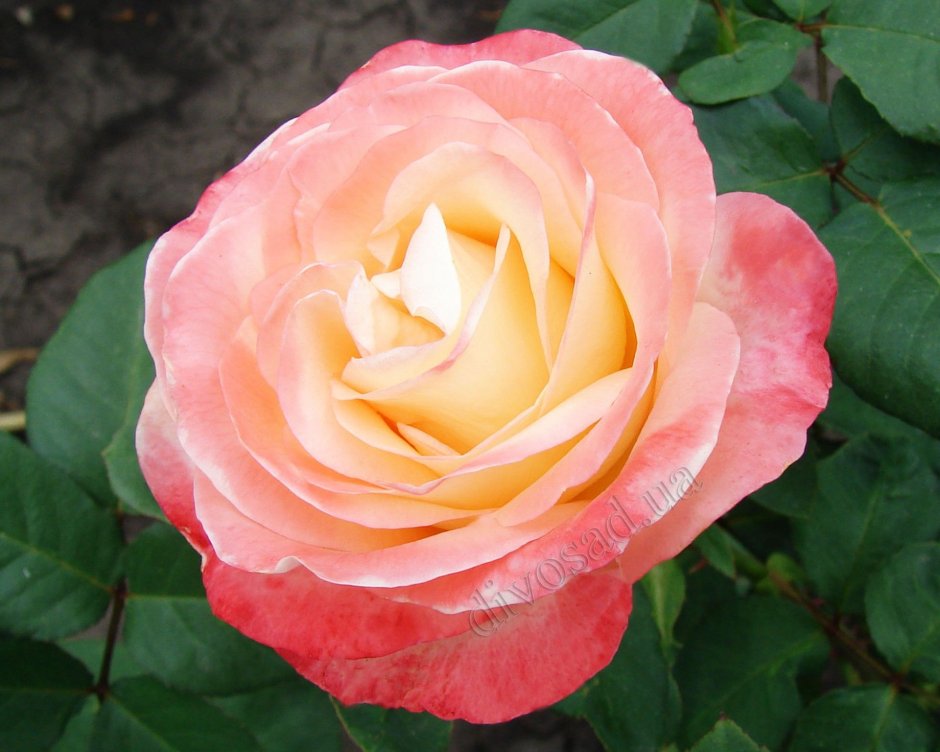 Роза чайно-гибридная Белла Перл