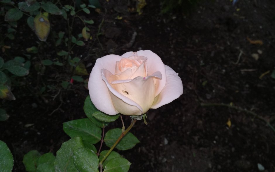Роза чайно-гибридная Гольдштейн Перл