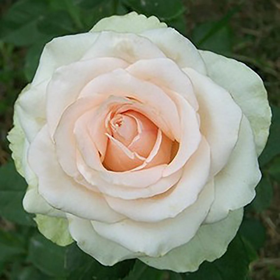 Перл Аваланж роза