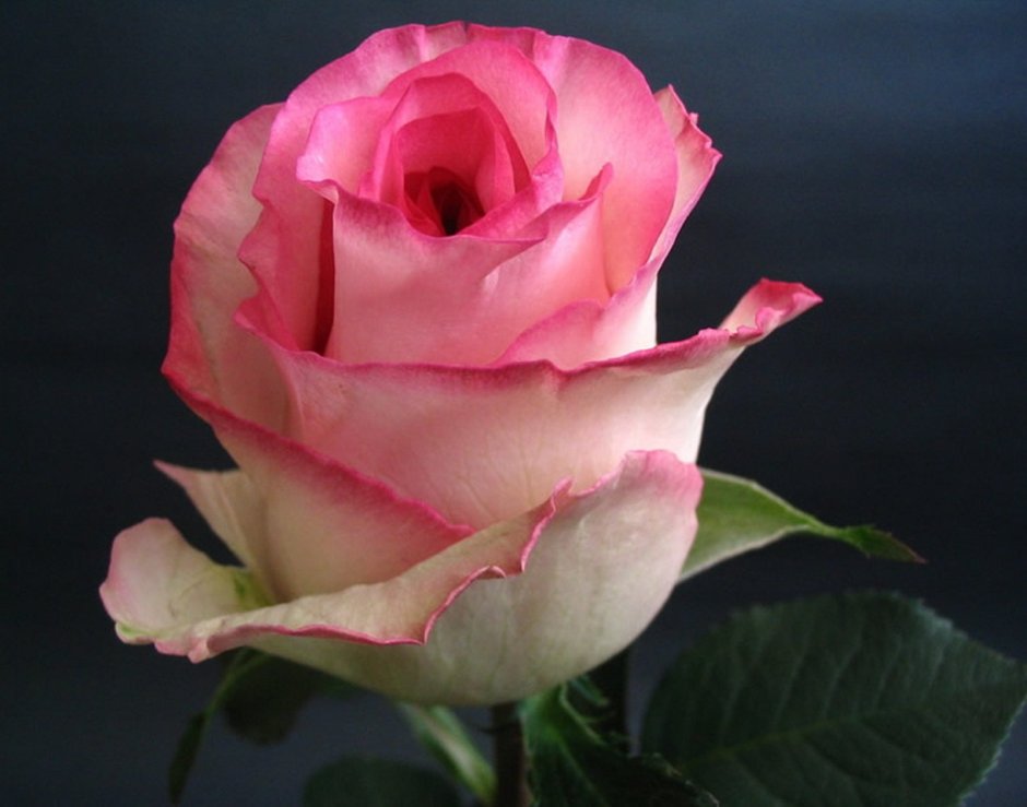 Роза чайно-гибридная (Rosa Bella Vita