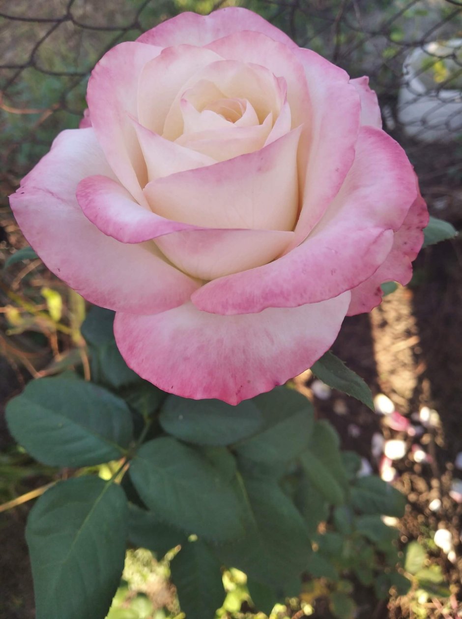 Роза Bella Perla