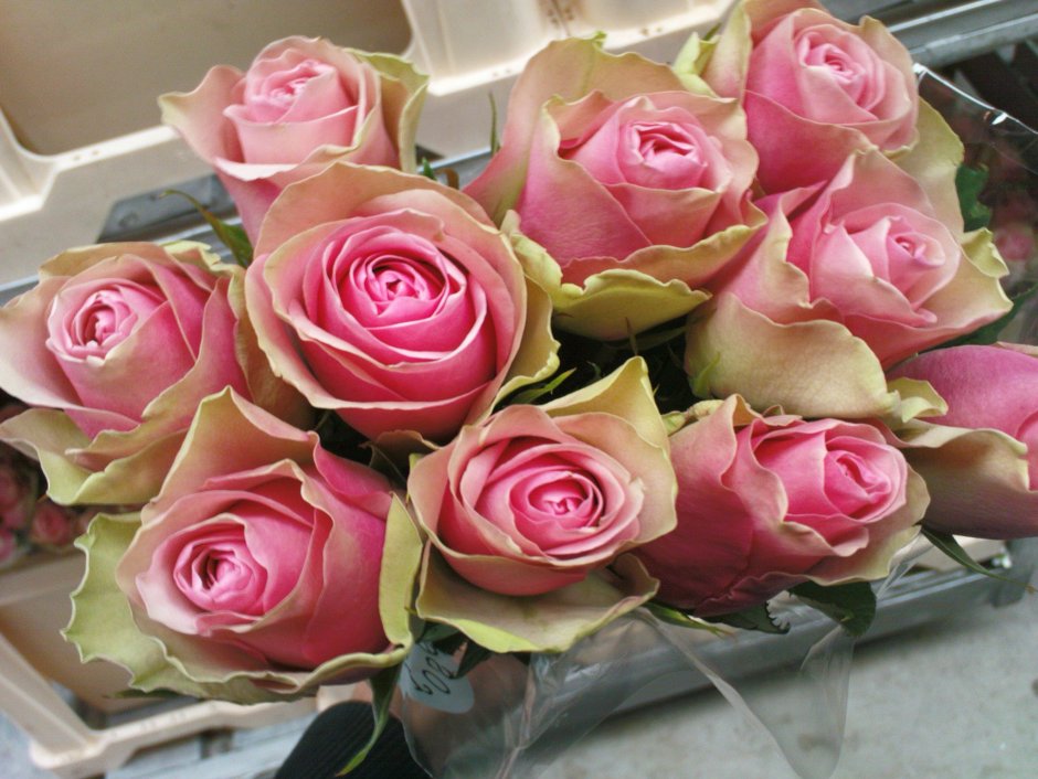 Bella Rosa роза флорибунда