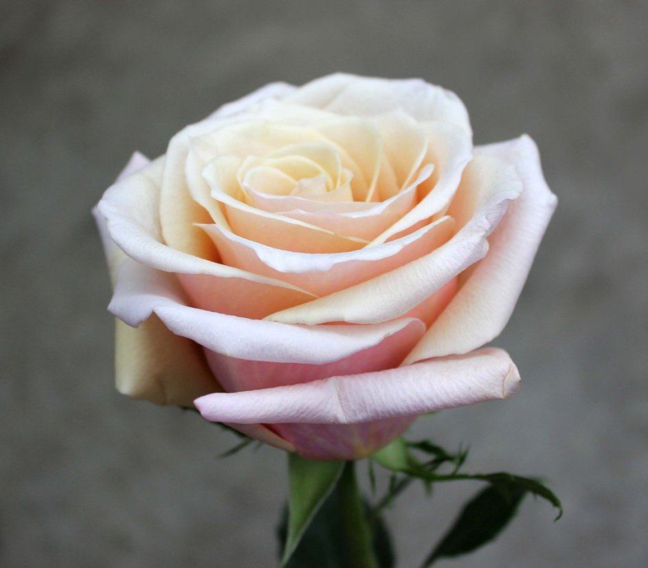 Роза чайно-гибридная ла Перла