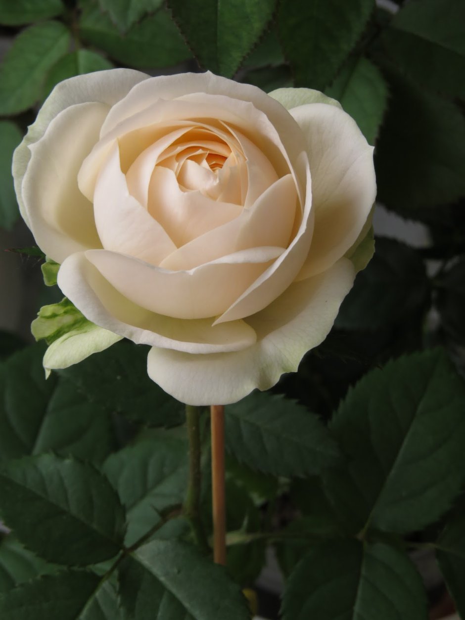 Роза la-Perla