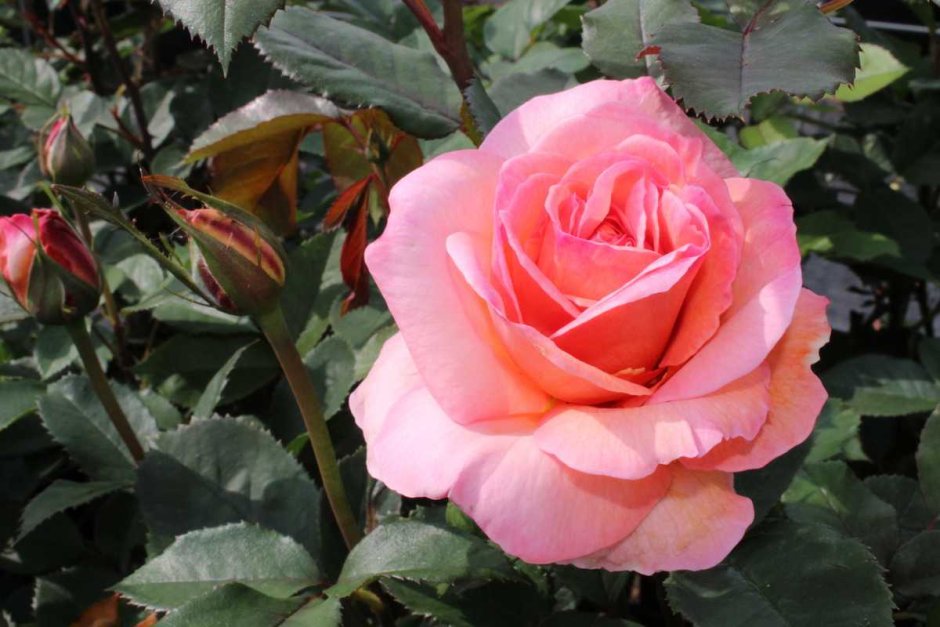 Саженец розы Бель Роуз