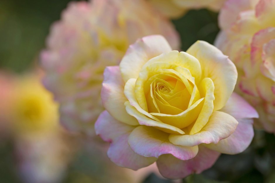 Роза чайно-гибридная желтая Глория