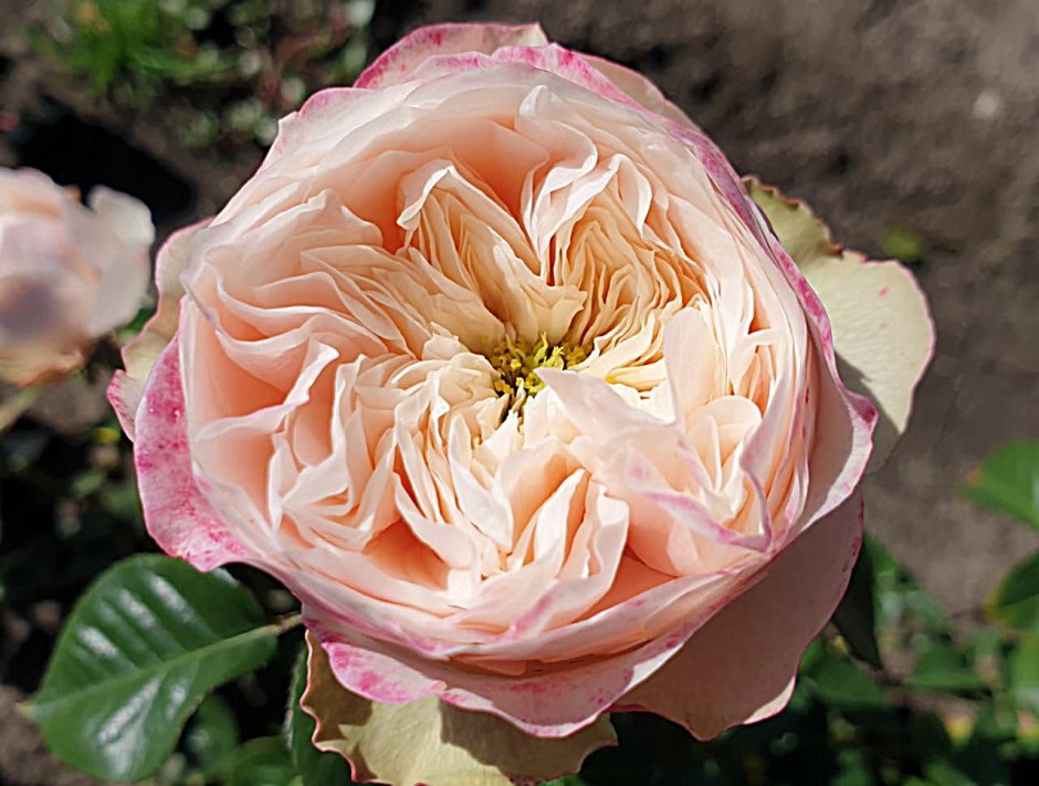 Кустовая роза Дарлингтон