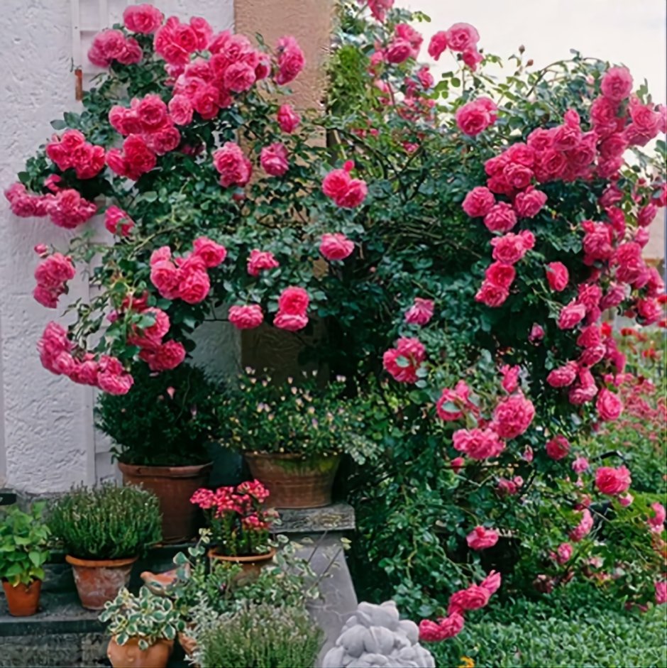 Роза розариум ютерзен