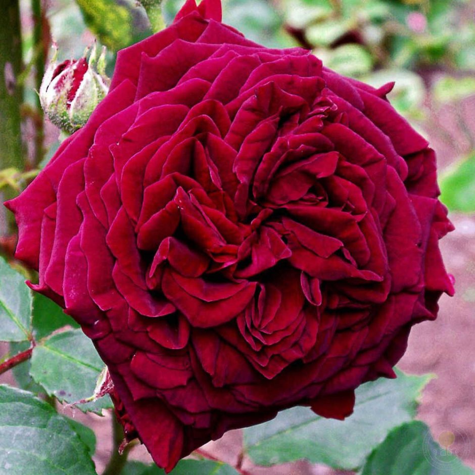 Empereur du Maroc роза