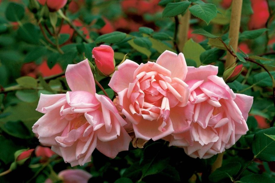 Albertine роза