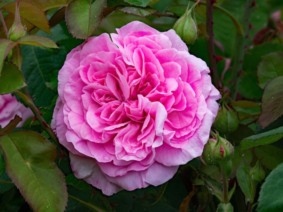 Роза Gertrude Jekyll