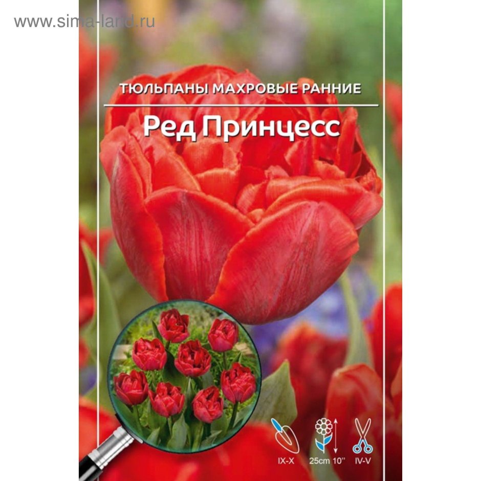 Red Princess тюльпан