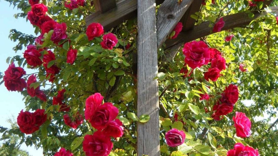 Rosenholm роза