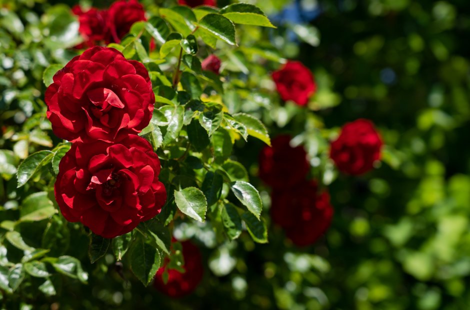 Роза плетистая красная Амадеус