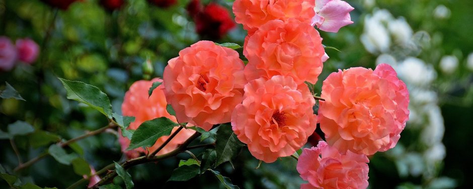 Роза плетистая оранжевая